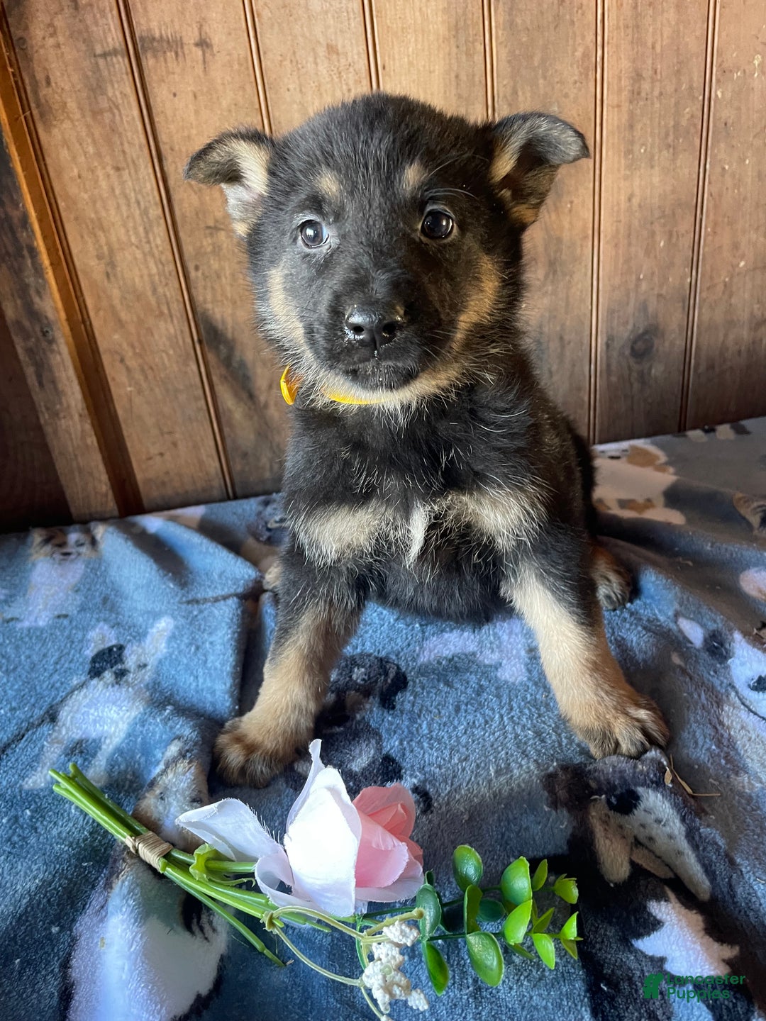 German Shepherd dogs for sale: Heidi - Ad 4