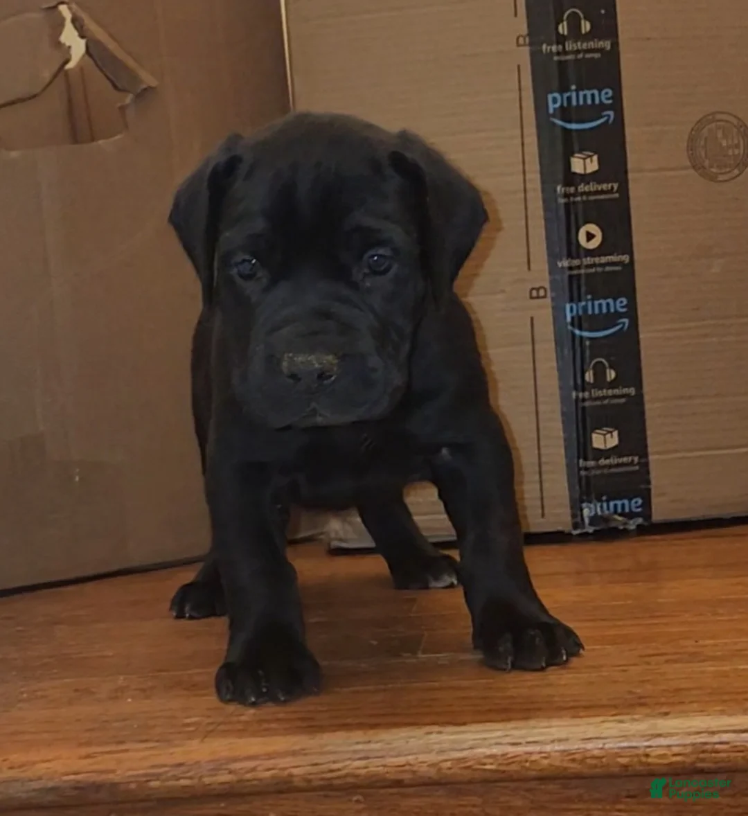 South African Boerboels dogs for sale: King - Ad 3