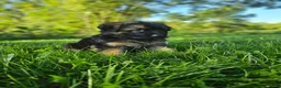 German Shepherd dogs for sale: Bruno  - Ad 6