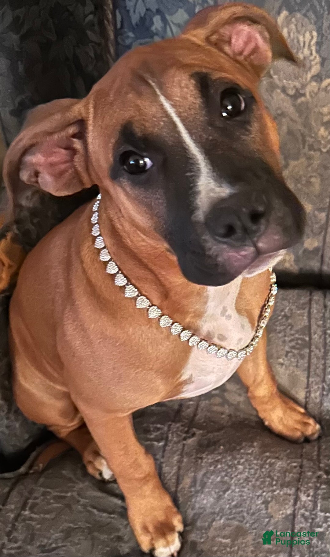 Mixed Breed dogs for sale: Gigi - Ad 1