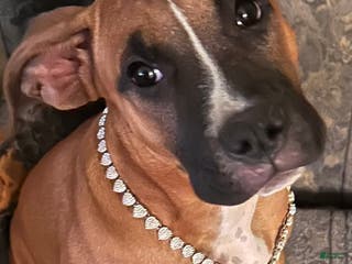 Mixed Breed dogs Gigi - Ad 11