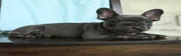 French Bulldog dogs for sale: Lessly - Ad 4