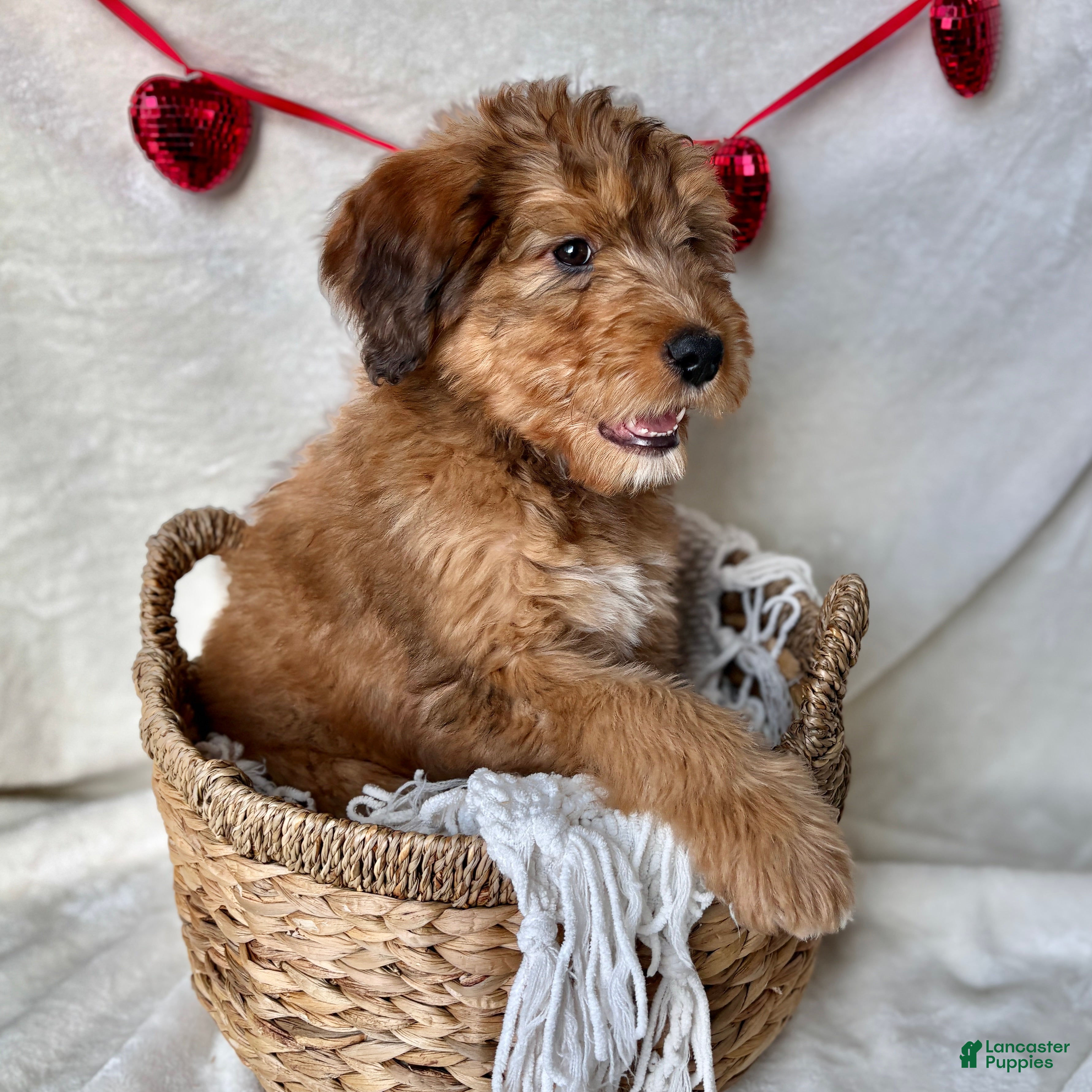 Bernedoodle dogs Bruno (Updated pictures!)  - Ad 2