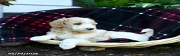 Goldendoodle dogs for sale: Breeze - Ad 3
