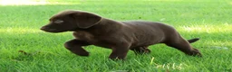 Labrador Retriever dogs for sale: Asher - Ad 6