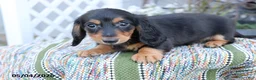 Miniature Dachshund dogs for sale: Peanut - Ad 4