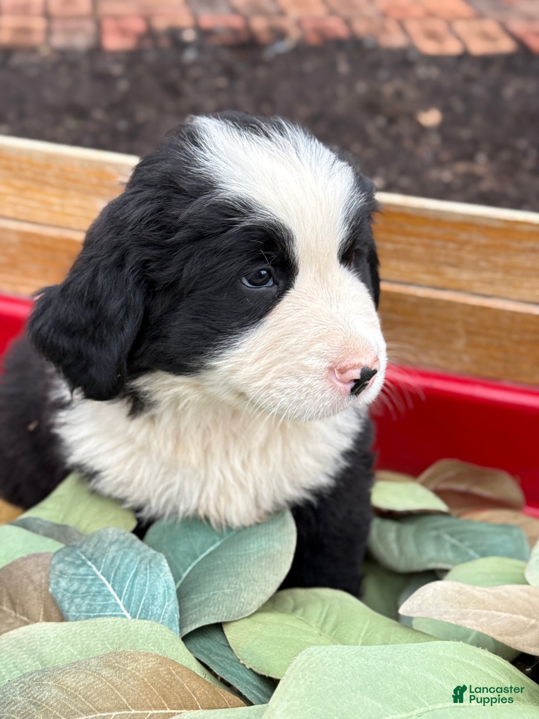 Mixed Breed dogs for sale: Waffle - Ad 10