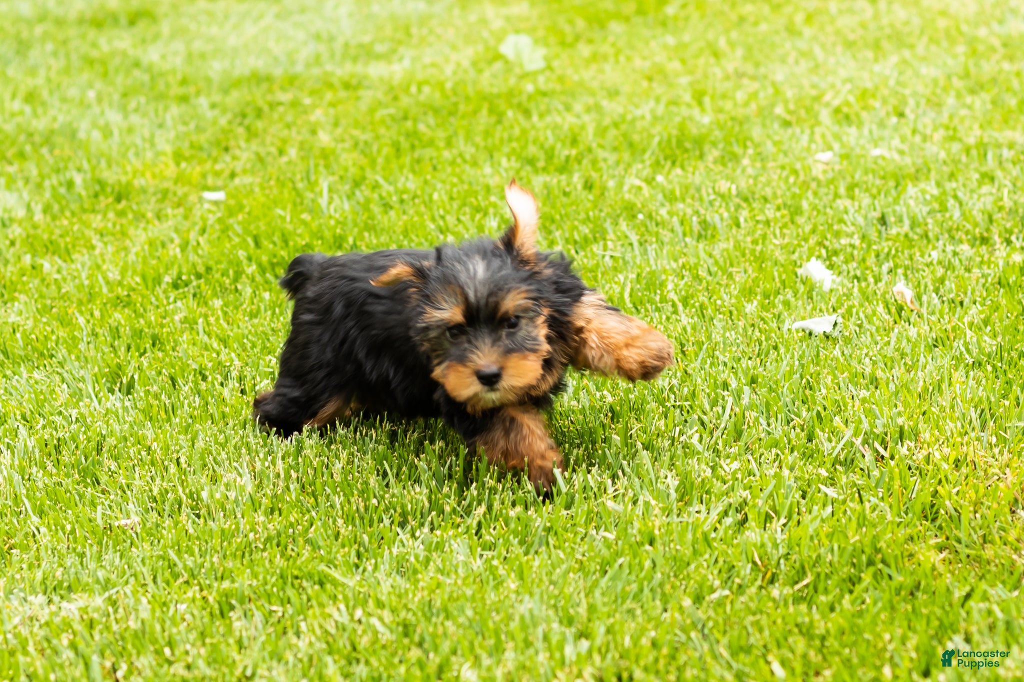 Yorkshire Terrier dogs for sale: Marty  - Ad 9