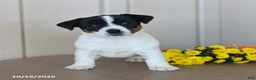 Jack Russell Terrier dogs for sale: Beauty - Ad 5