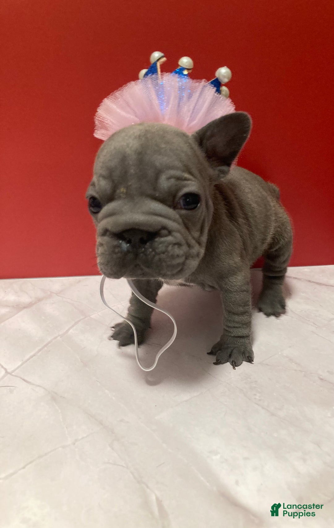French Bulldog dogs for sale: Charlotte - Ad 3
