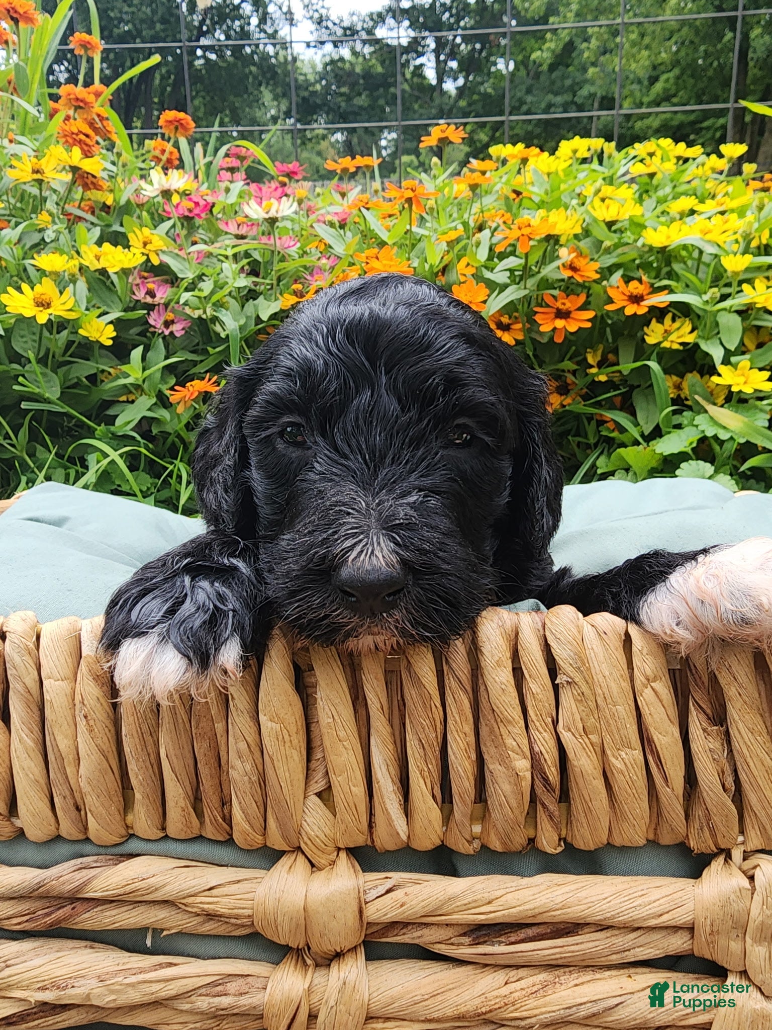 Mini Sheepadoodle dogs Ripley  - Ad 2