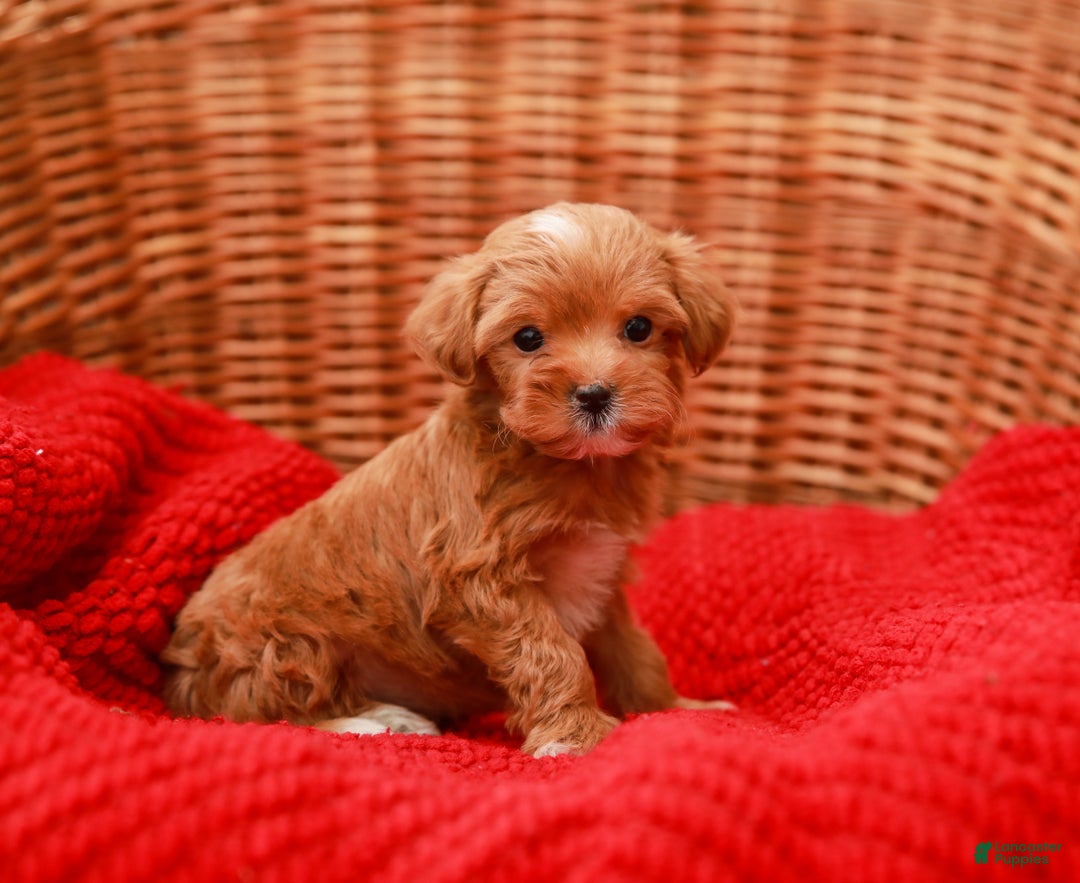 Havapoo dogs for sale: Bella - Ad 6