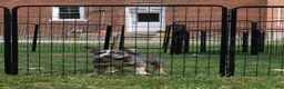 American Bully dogs for sale: American Bully 1 - Ad 8