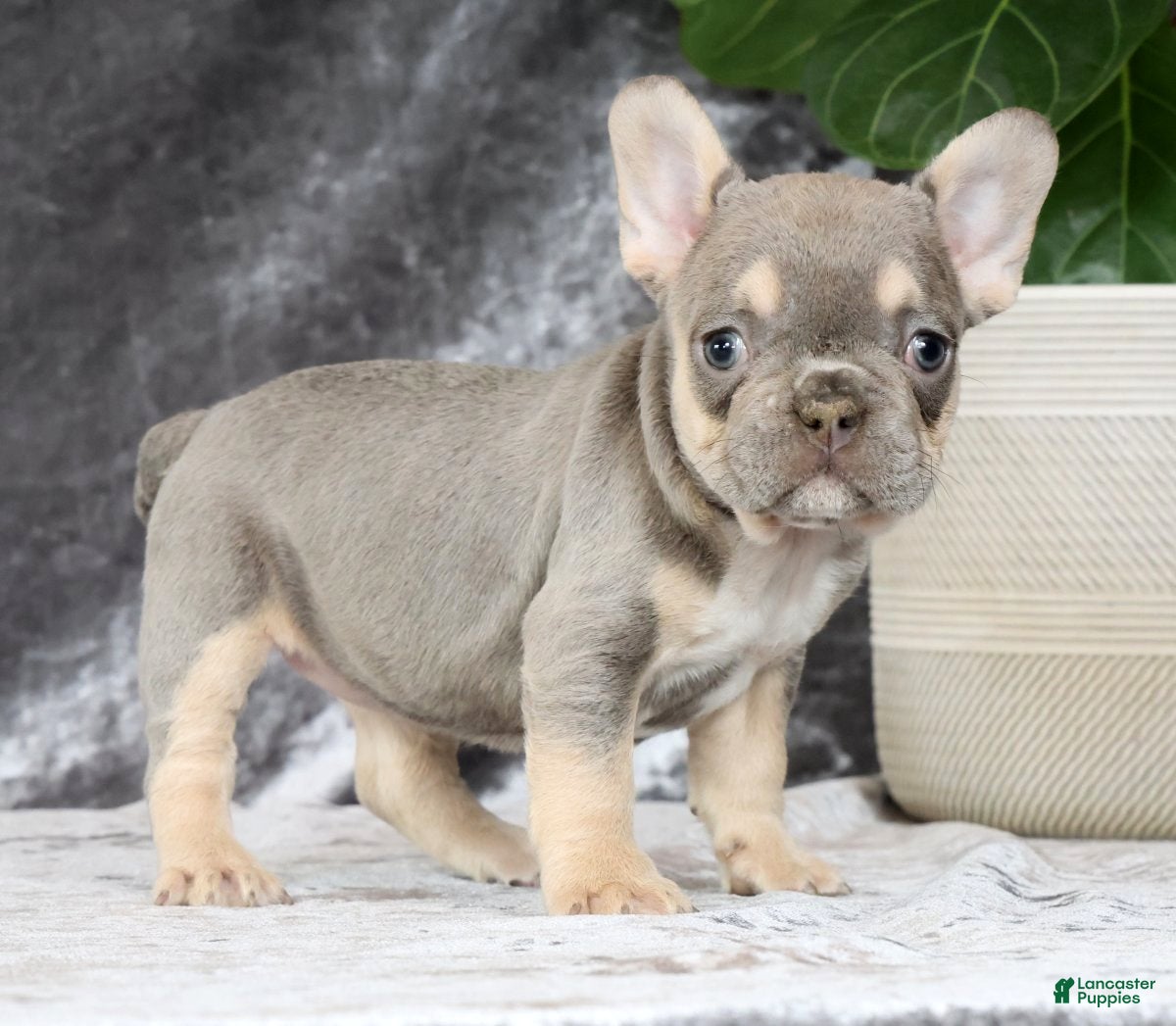 French Bulldog dogs Blaire - Ad 1