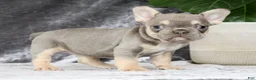 French Bulldog dogs for sale: Blaire - Ad 1