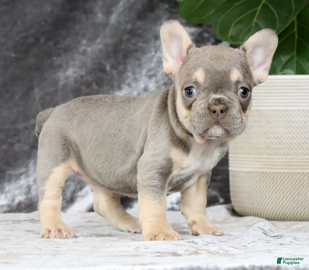 French Bulldog dogs for sale: Blaire - Ad 1