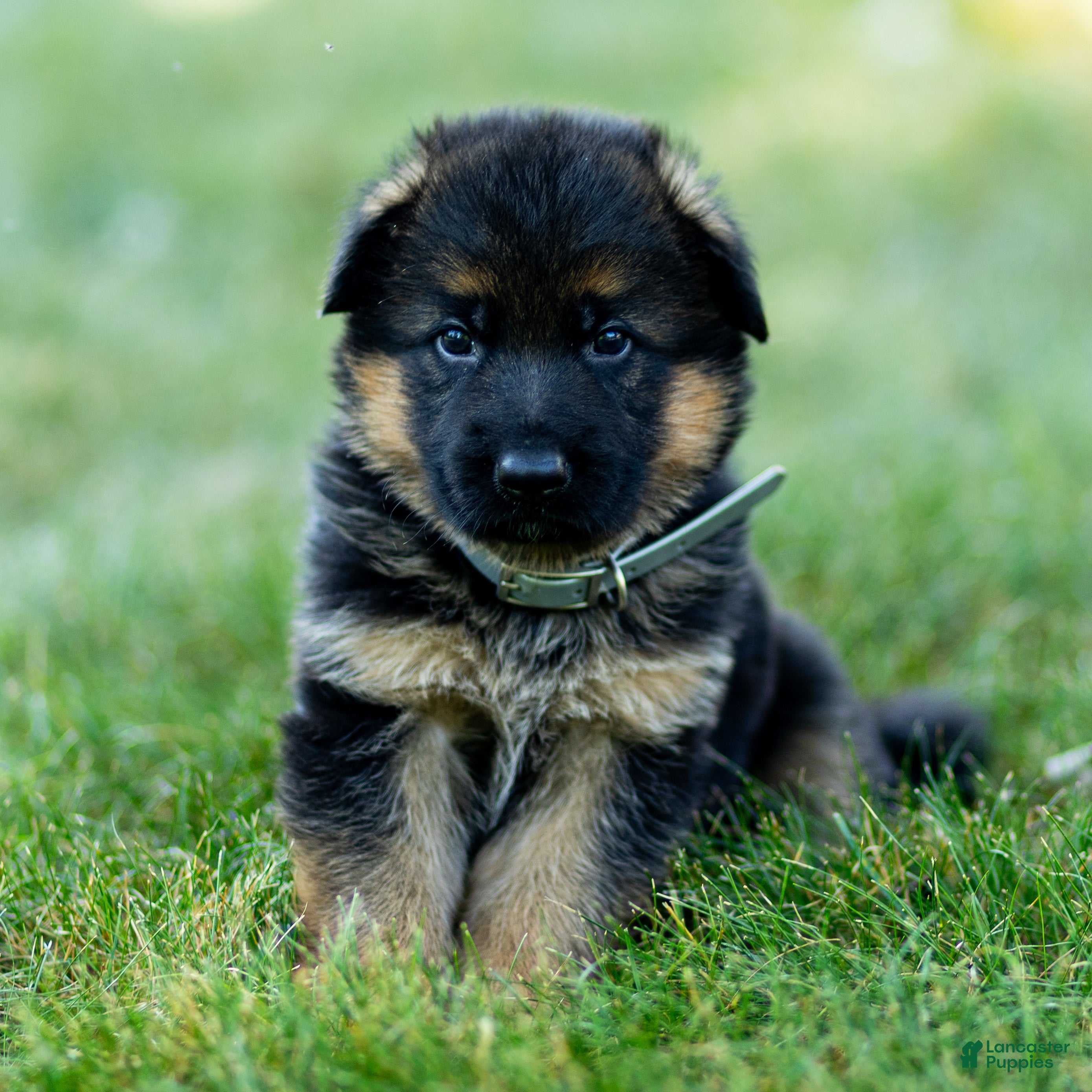 German Shepherd dogs Zeus - Ad 2