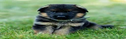 German Shepherd dogs for sale: Zeus - Ad 6