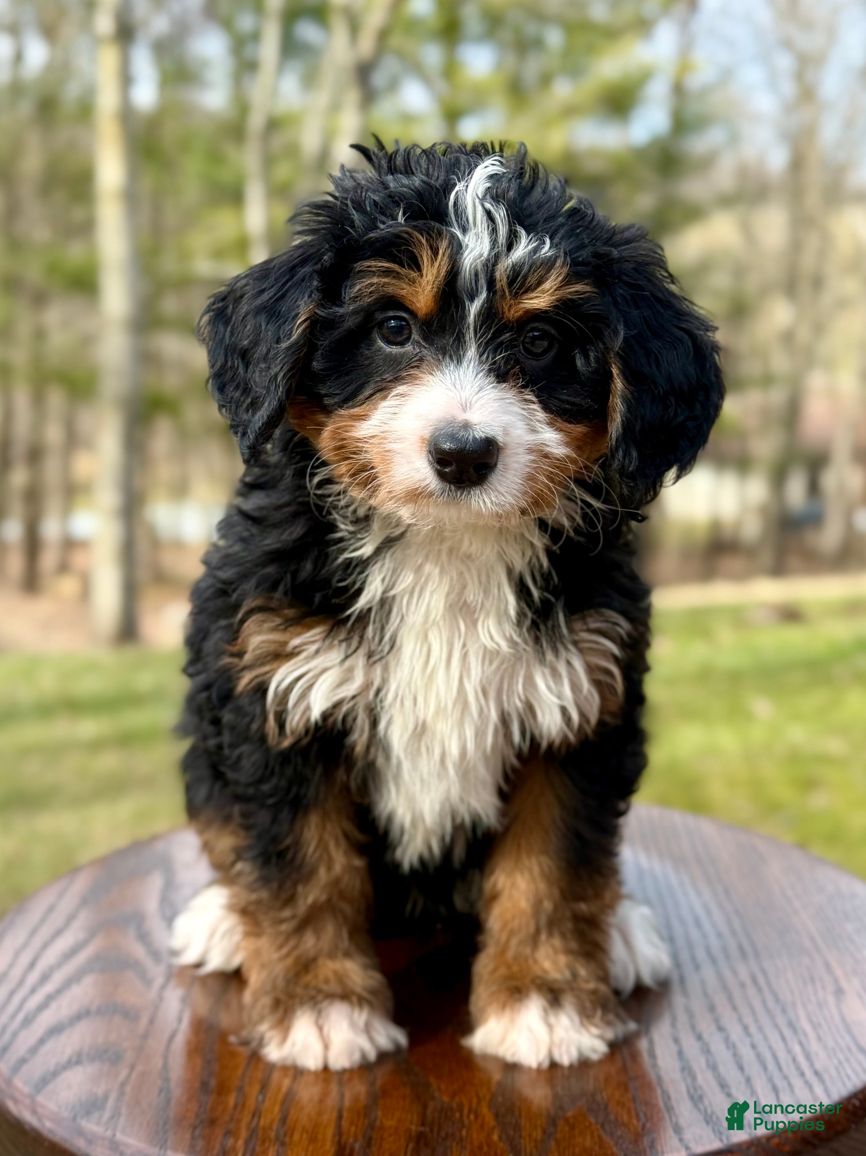 Mini Bernedoodle dogs 💖 Chloe - Ad 2