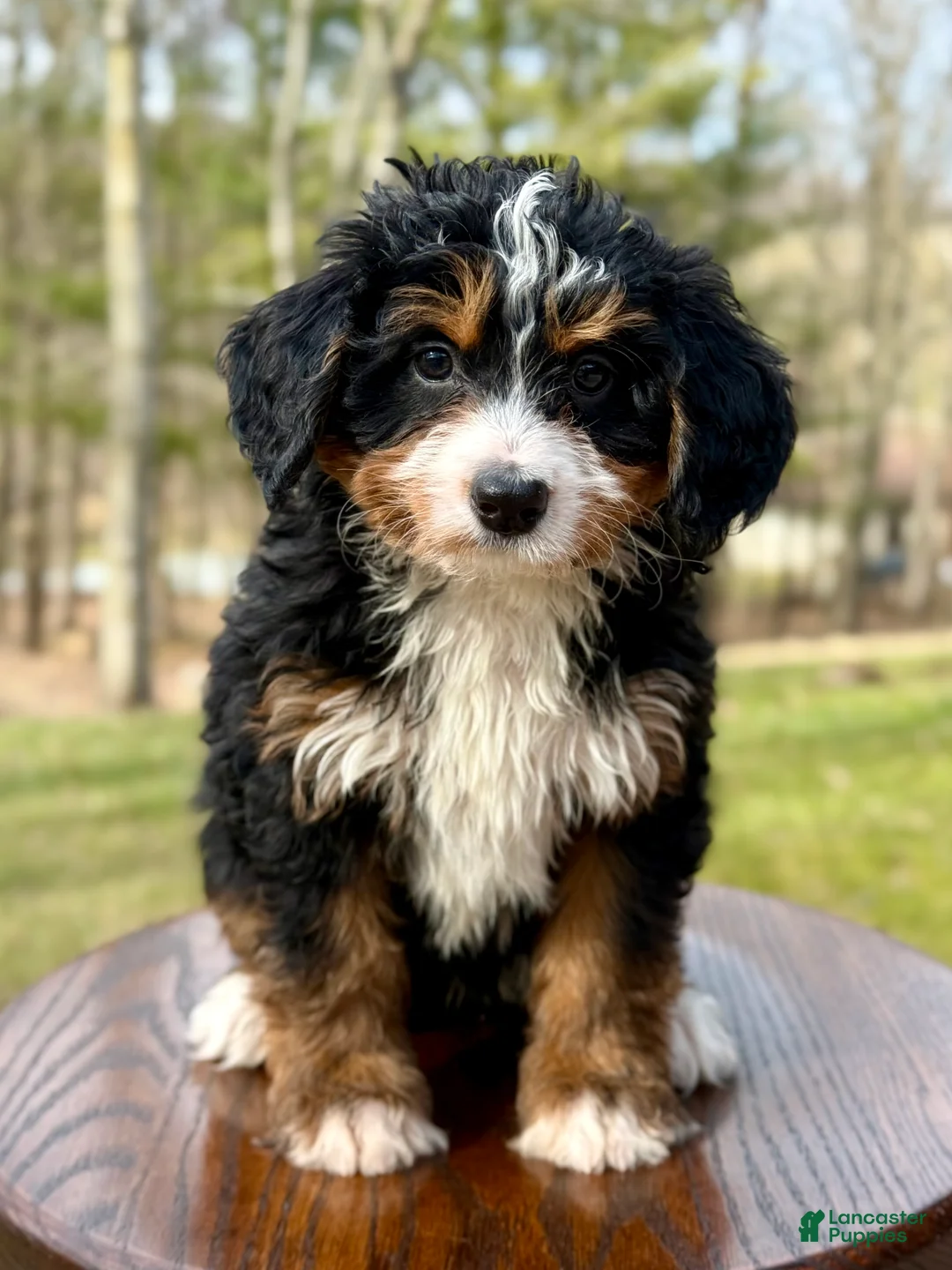 Mini Bernedoodle dogs for sale: 💖 Chloe - Ad 2