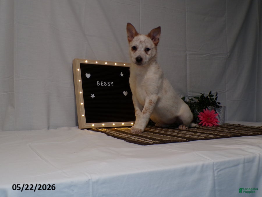 Australian Cattle Dog dogs Bessy - Ad 2