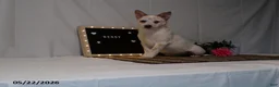Australian Cattle Dog dogs for sale: Bessy - Ad 2