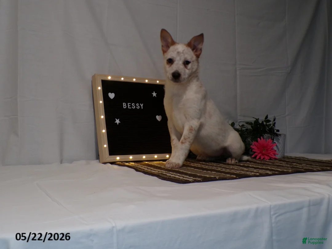 Australian Cattle Dog dogs for sale: Bessy - Ad 2