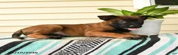 Belgian Malinois dogs for sale: Amani - Ad 4