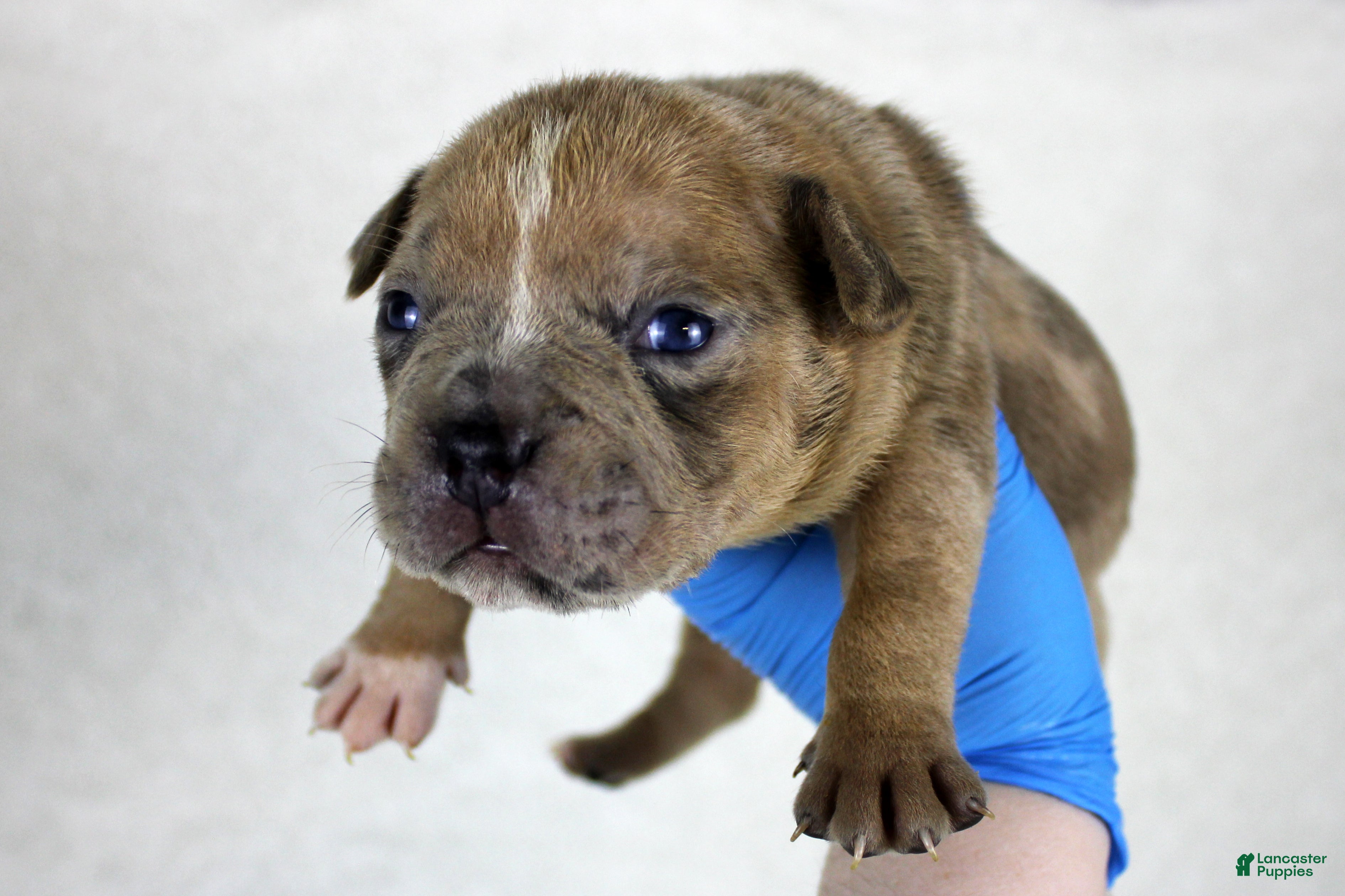 American Bully dogs Blue Fawn Merle Female - Ad 25