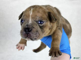 American Bully dogs Blue Fawn Merle Female - Ad 25