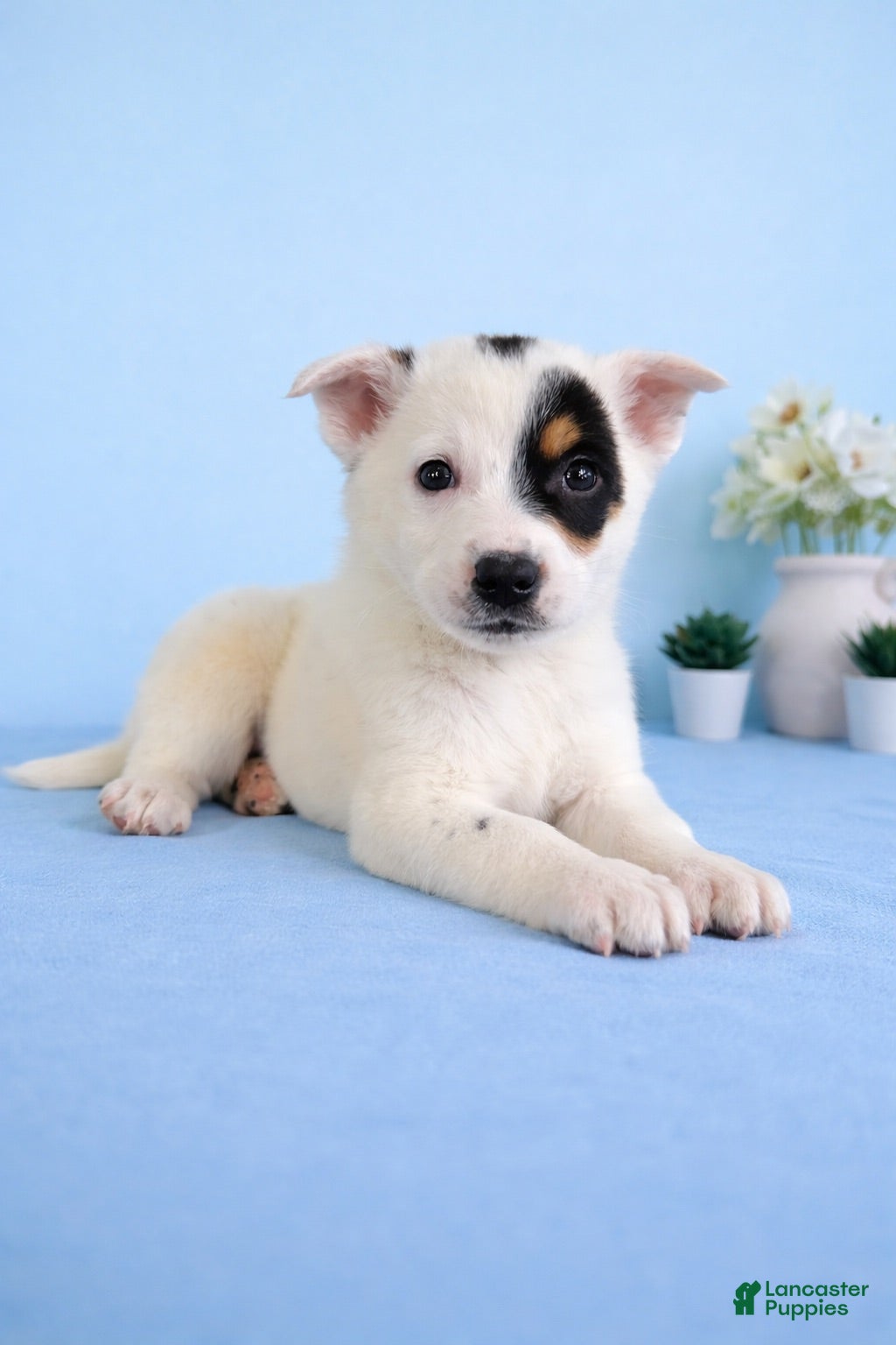 Australian Cattle Dog dogs Spot - Ad 2