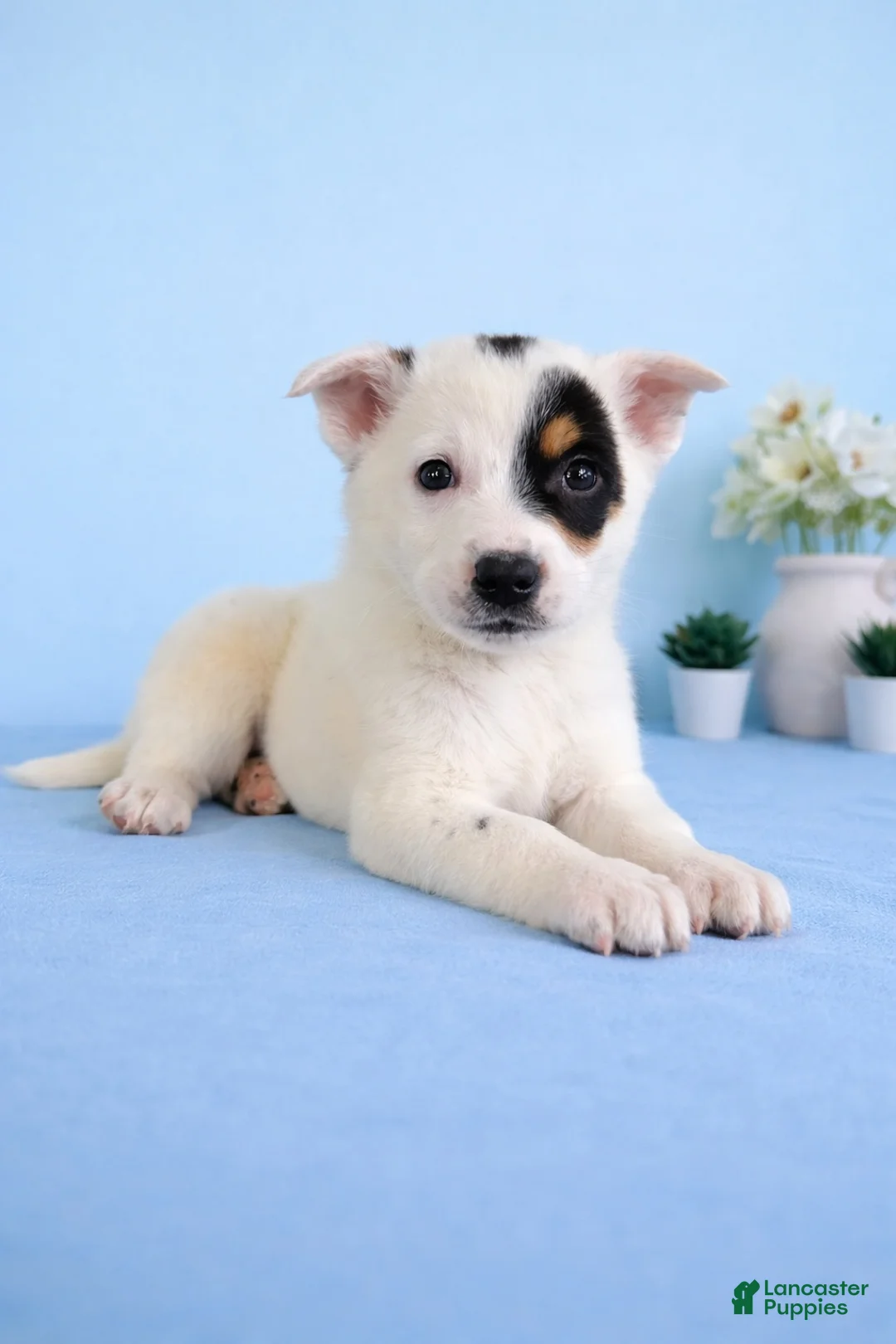 Australian Cattle Dog dogs for sale: Spot - Ad 2