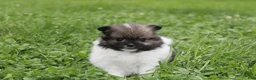 Pomeranian dogs for sale: Juno - Ad 6