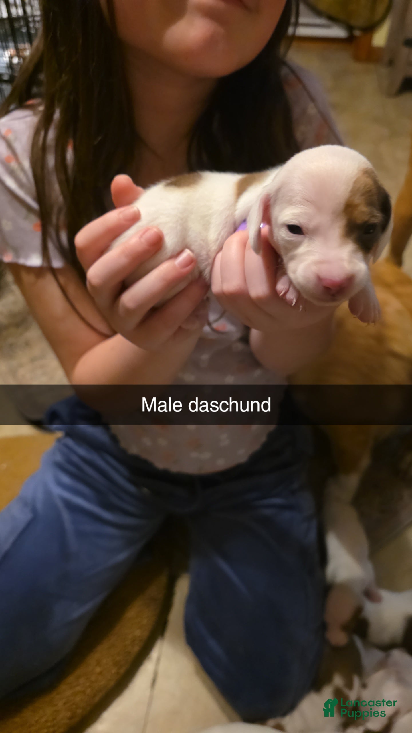 Dachshund dogs Dachshund Puppy 5 - Ad 14