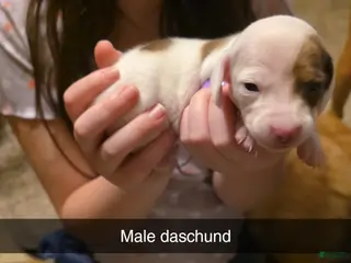 Dachshund dogs Dachshund Puppy 5 - Ad 14