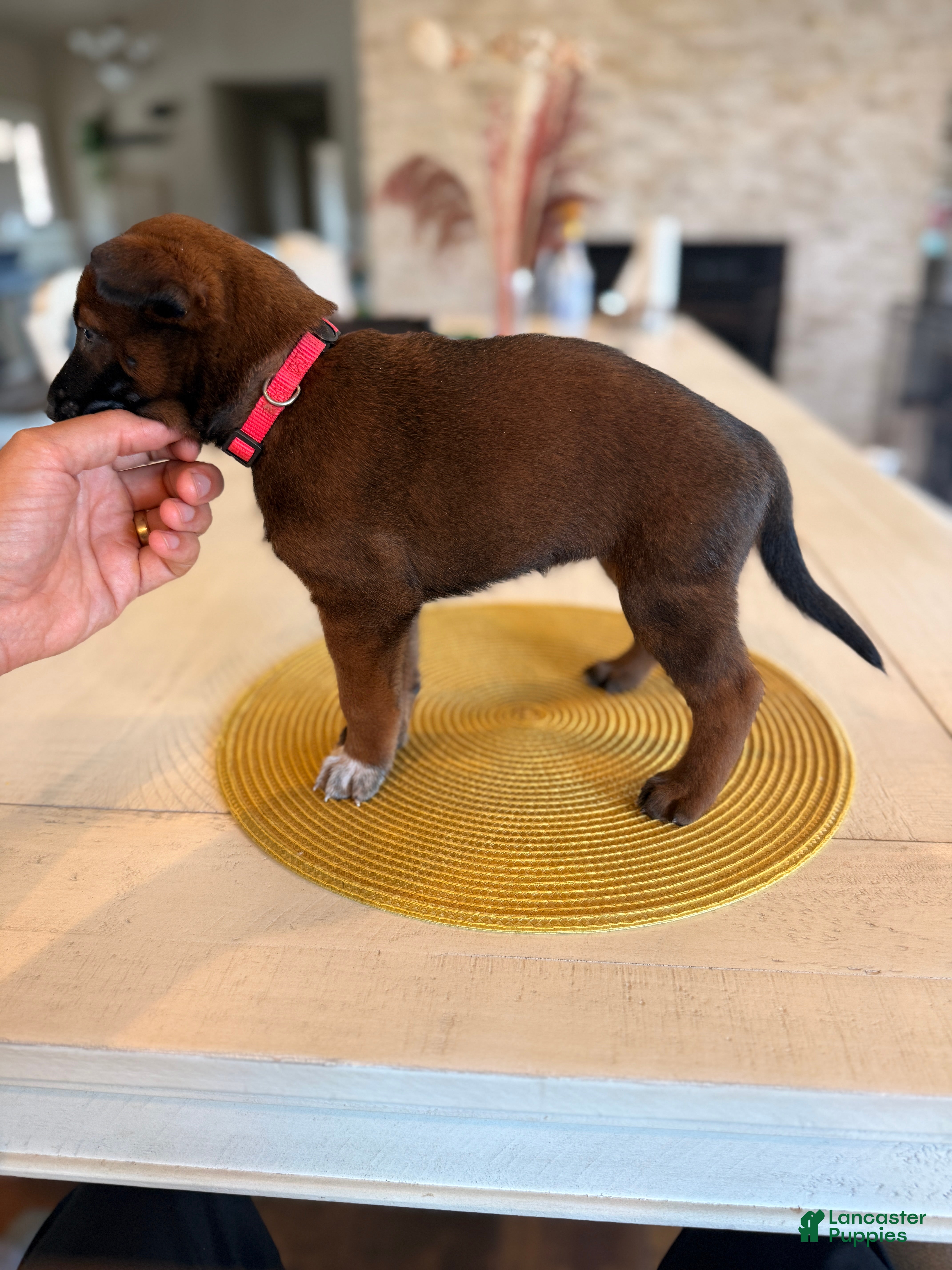 Belgian Malinois dogs Daisy - Ad 2