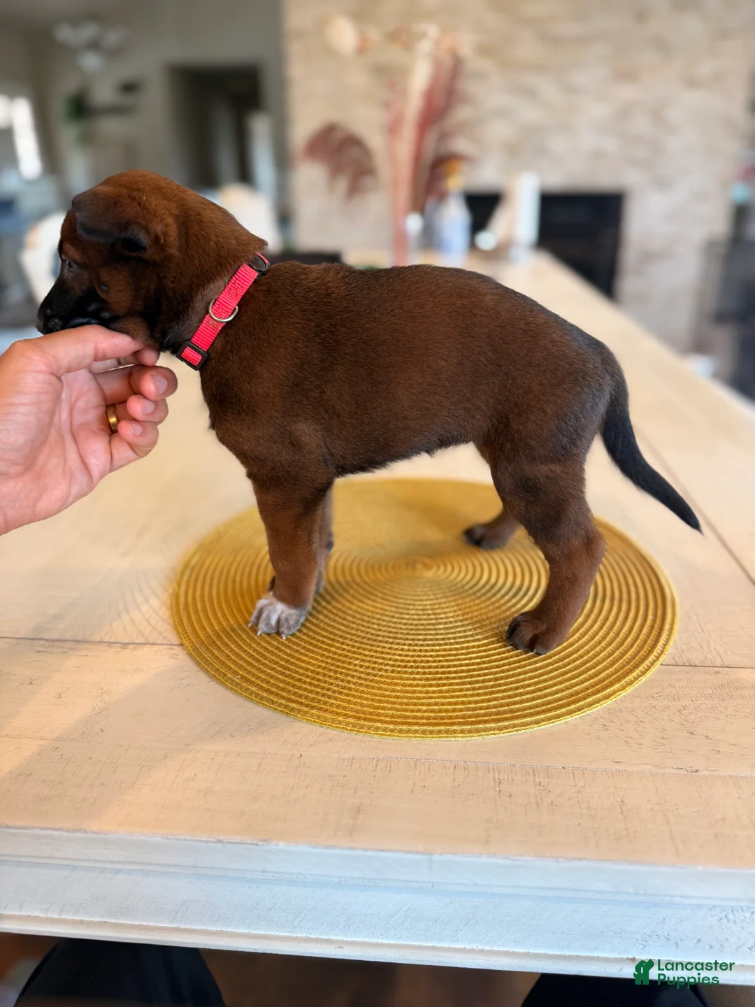 Belgian Malinois dogs for sale: Daisy - Ad 2