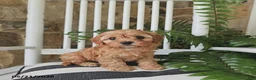 Cavapoo dogs for sale: Juno - Ad 1
