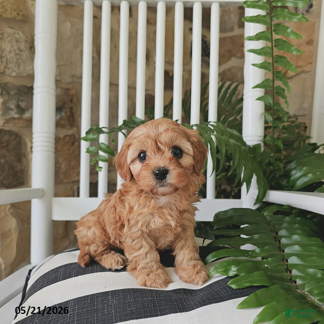 Cavapoo dogs for sale: Juno - Ad 1