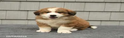 Mixed Breed dogs for sale: Richard - Ad 1