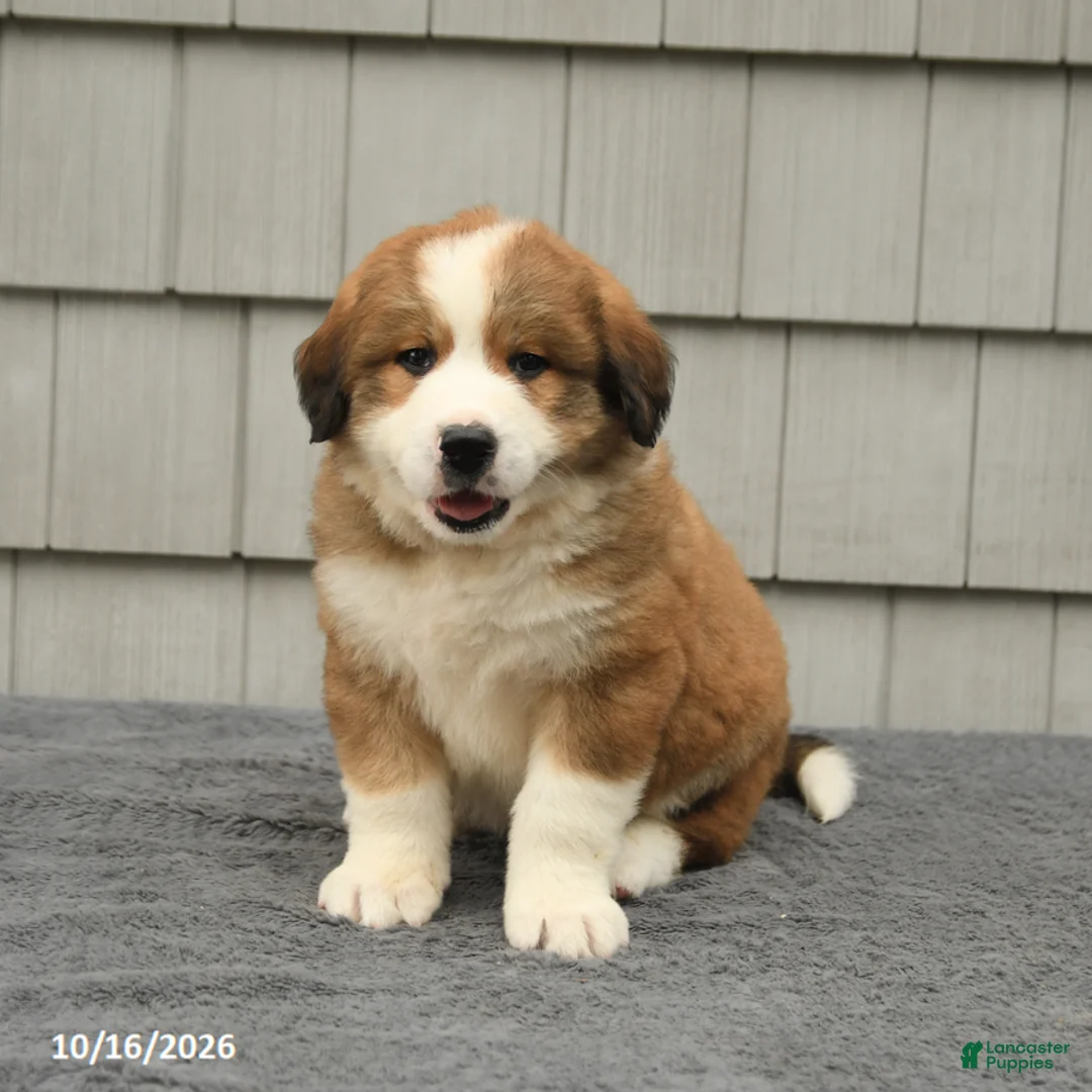 Mixed Breed dogs for sale: Richard - Ad 1
