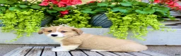 Welsh Corgi Pembroke dogs for sale: Rusty - Ad 4