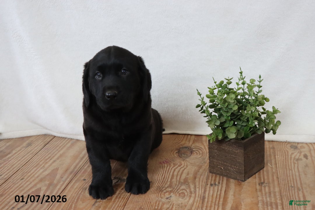 Labrador Retriever dogs for sale: Frank - Ad 3