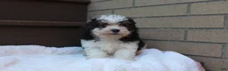 Miniature Poodle dogs for sale: Diego  - Ad 3