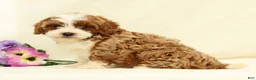 Cavapoo dogs for sale: Emerald - Ad 4