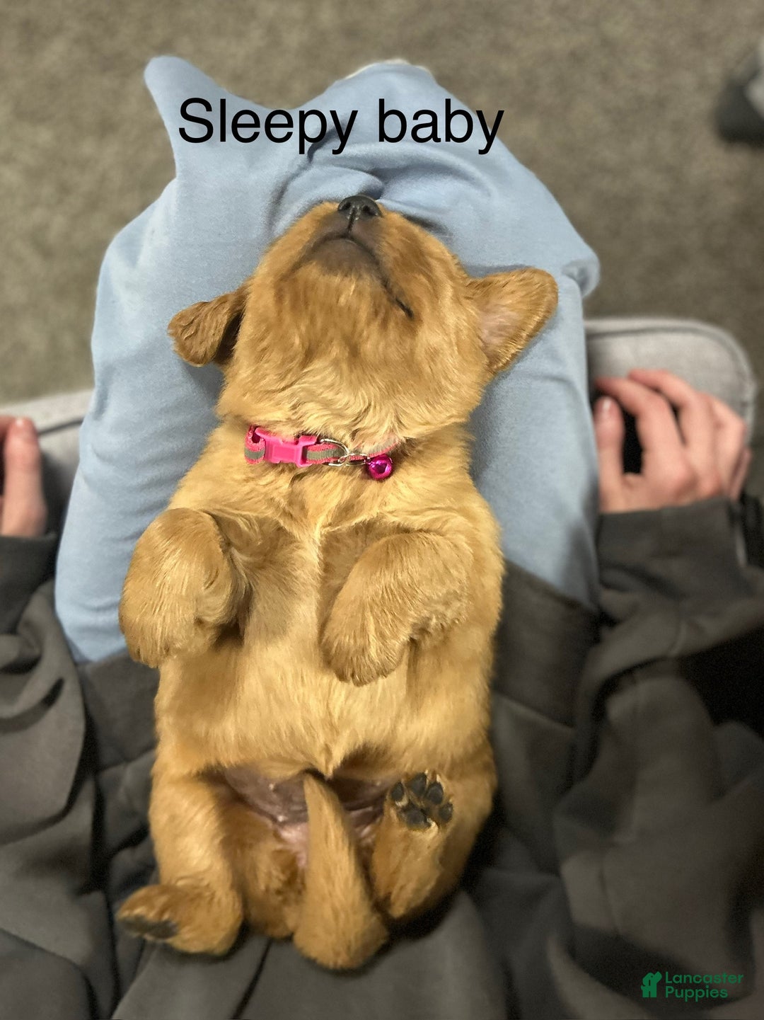 Golden Retriever dogs for sale: Golden Retriever Puppy - Stella - Ad 9