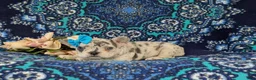 French Bulldog dogs for sale: Romy - Ad 5
