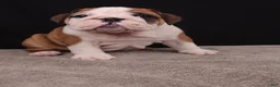 English Bulldog dogs for sale: Thor - Ad 10