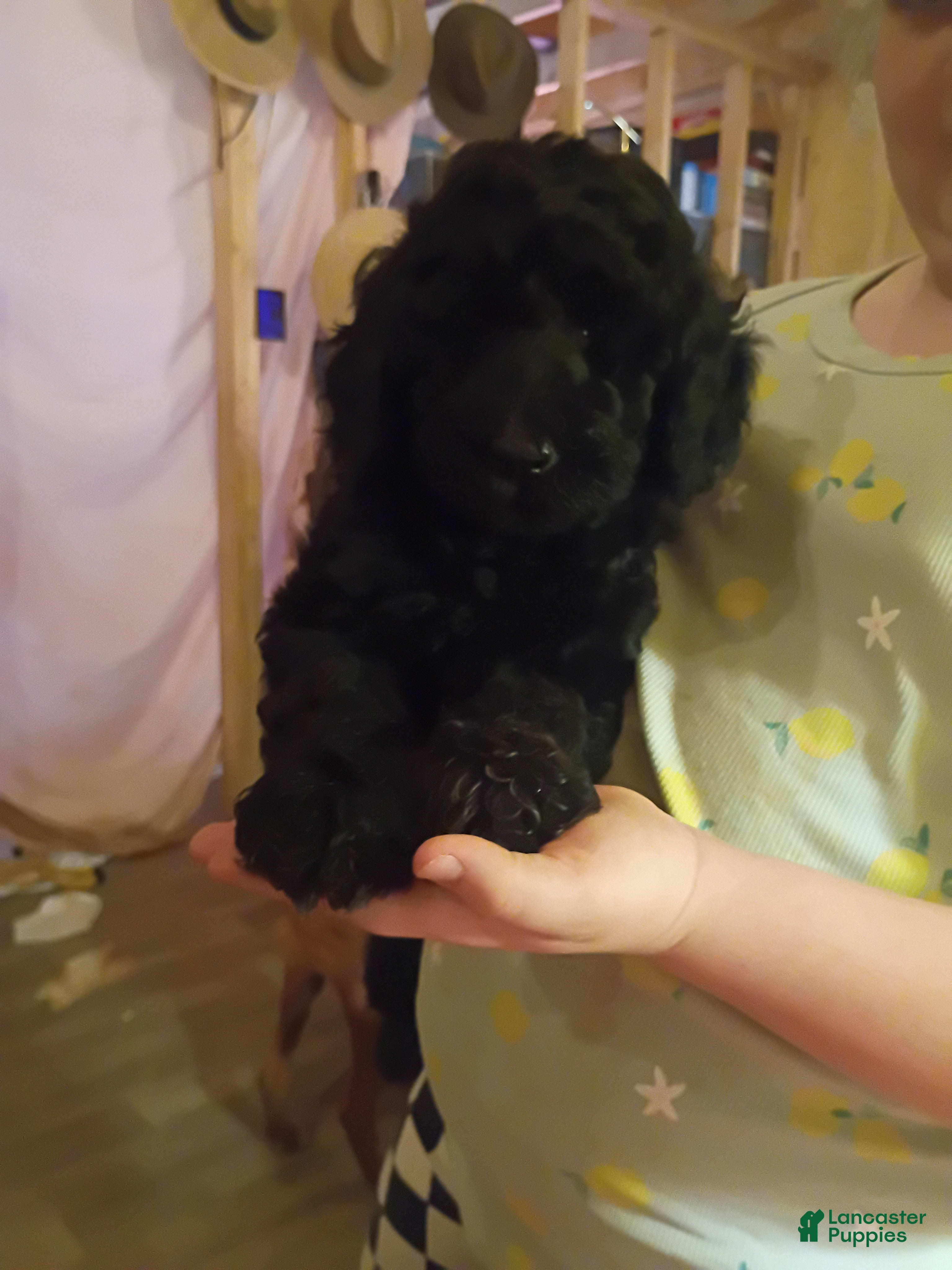 Labradoodle dogs Labradoodle 3 - Ad 35