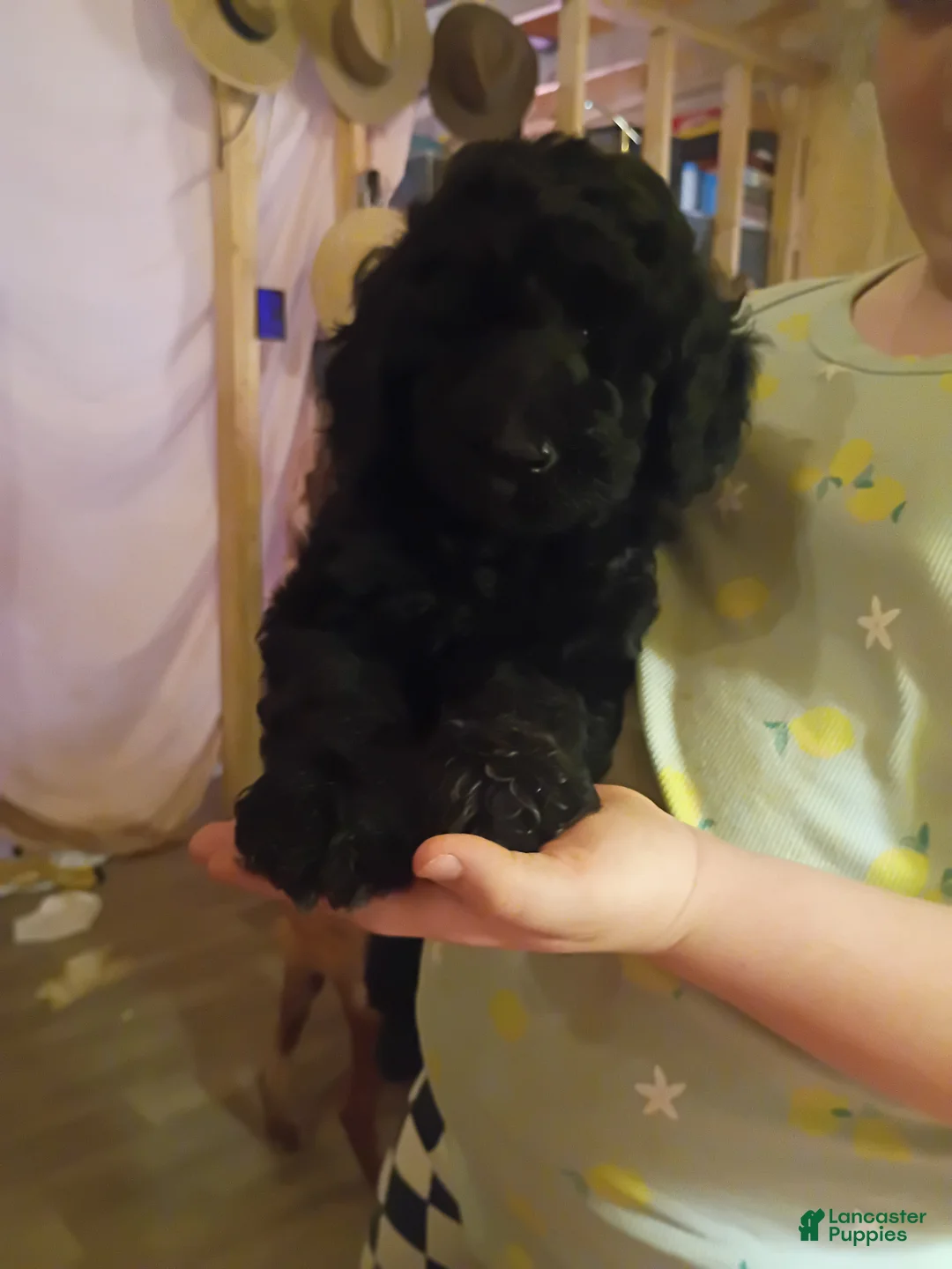 Labradoodle dogs for sale: Labradoodle 3 - Ad 1